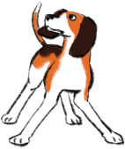 Illustration of the Standard Beagle 