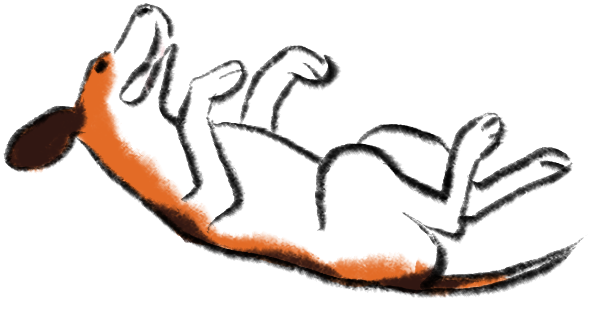 beagle rolling on back